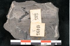 Foto (Detailansicht) von Asterocarpus meriani Br. (NHMW-GEO-2024-0188-10495)